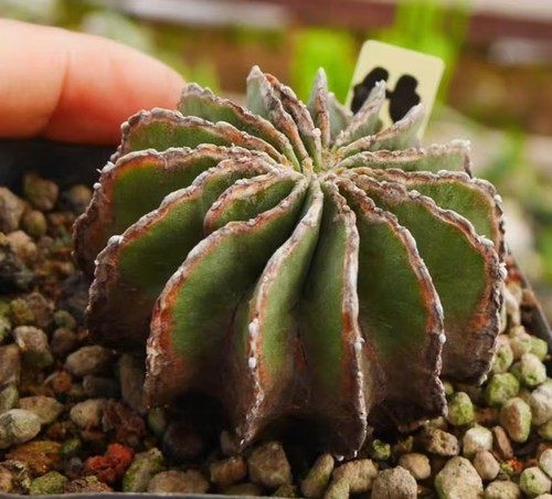 Sale rare cacti plant - sale,