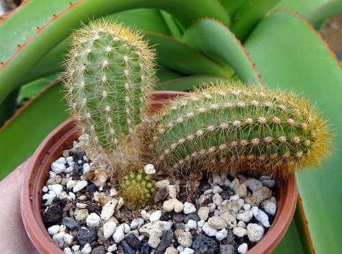Cleistocactus roseiflorus - cleistocactus, x