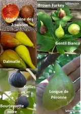 Lot  de 8 variétés