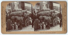 Photo stéréo 1890  Dog team Antwerp Belgique chien traineau Belgium stereoview