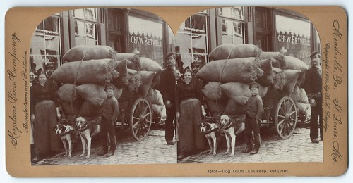 Photo stéréo 1890 - , dog