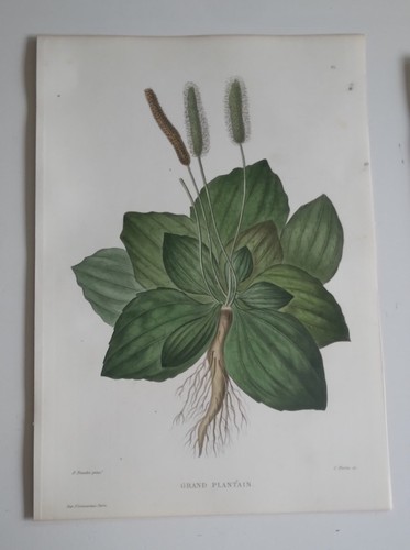 Planche botanique gravée sur - planche,