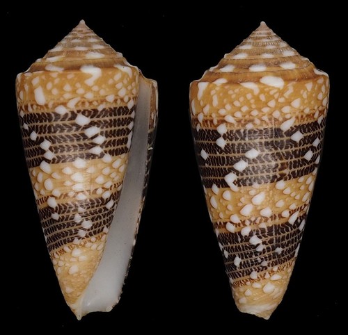 Coquillage collection - collection,