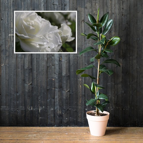 White rose framed photo - rose,