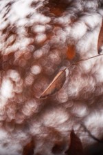 Objectif vintage Petzval 50mm