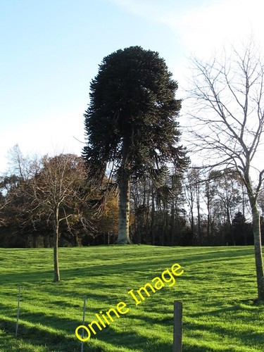 Photo 6x4 araucaria - 6x4, an