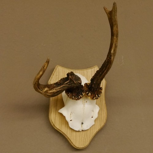 Bois cerf anormal - bois,