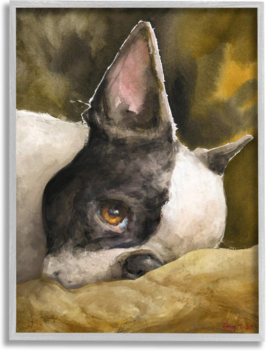 Boston terrier resting dog - boston, pet