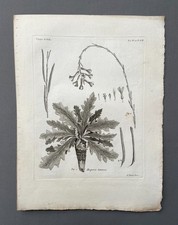 Gravure ancienne, Botanique