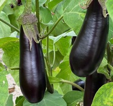 50 Graines - Aubergine de