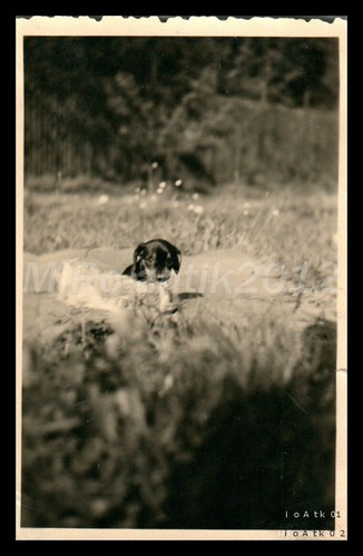 Photo exposition canine - exposition,