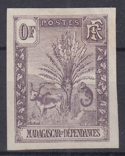 Madagascar zebu ravenala essai - zebu,