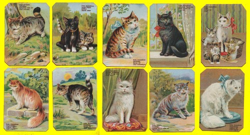 Chat serie lot 10 - chat,