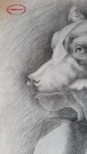 Ancien dessin Académique tête de chien 47 x 31 cms