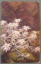 Carte postale   " Edelweiss "