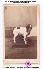 CHIEN, DOG, ÉPAGNEUL EN POSE, ALBUMINÉ, CDV RAYNAUD, 1870 -EE4