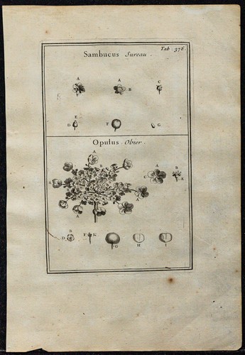 1719 sureau obier - -,