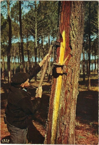 Landes gemmeur - gemmeur, (f9378)