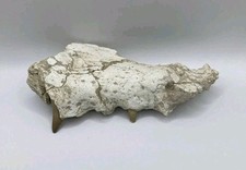 Authentique mâchoire fossile