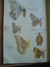 Zoologie - Certificat Cahiers manuscrits avec de nombreux dessins