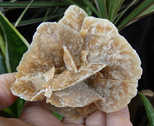 Rose sable maroc 5x8cm - de, 8.5x8cm