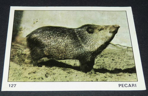 127 pecari panini 1970 tous - panini,