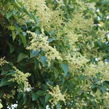Ligustrum lucidum – Troène