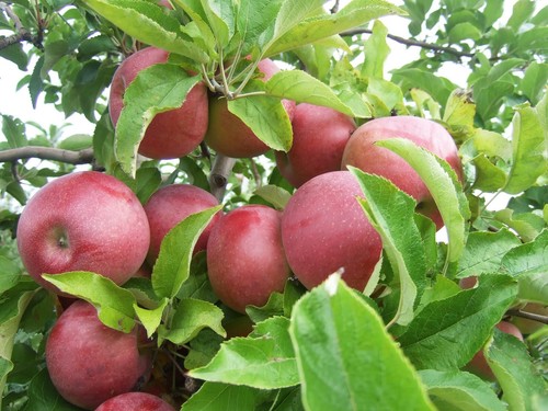Graines pommier pink - pommier,