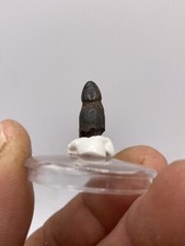 0,66'' / 1,7cm Rooted