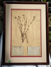 Herbier ancien du 19em siècle de E. Baudouin