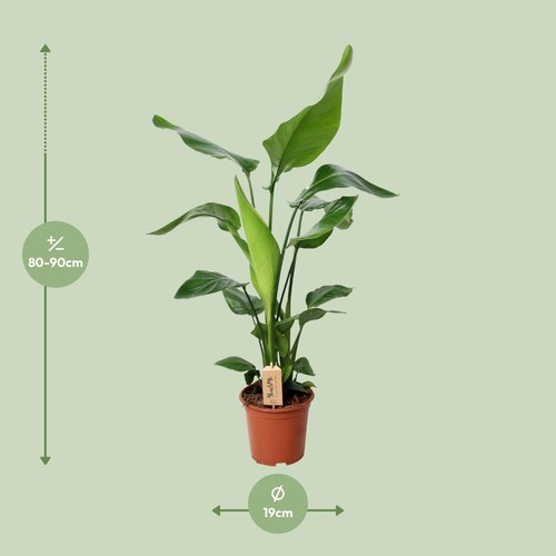 Plante intérieur à - d'intérieur,