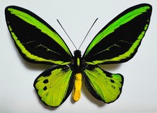AMAZING ORNITHOPTERA PRIAMUS