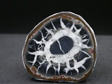 SEPTARIA - MAROC - 4,8 x 4,5