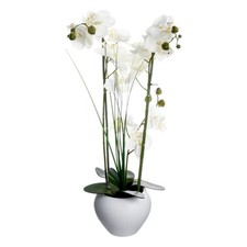 Composition Florale & Vase