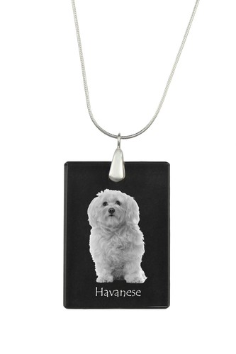 Bichon havanais bichón - bichon,