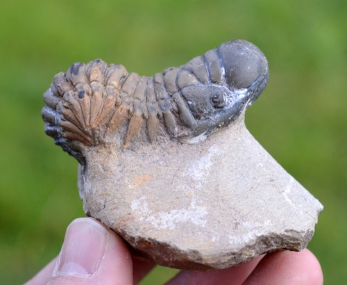 Trilobite crotalocephalina - -,