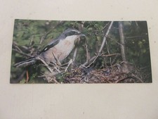 FICHE 498 PHOTO ANIMAUX OISEAU La PIE GRIECHE - ANIMAUX et OUTILS