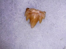 SHARK TOOTH REQUIN-