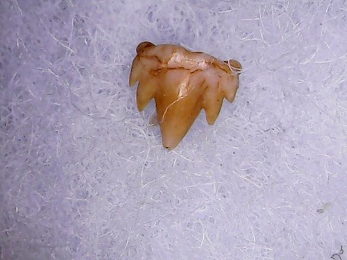 Shark tooth requin - shark, requin-