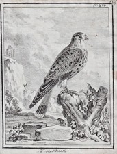 Turmfalke Kestrel Faucon Falke Falcon Oiseaux Dessin 1780