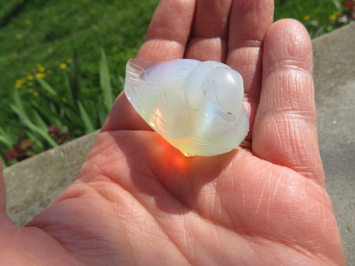 Sabino oiseau opalescent - , (3)