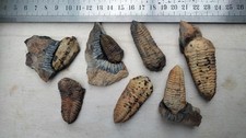 Trilobites Ordovicien france 7