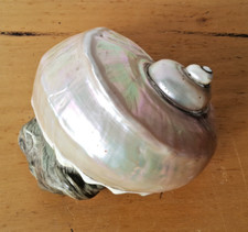 Coquillage en spirale dont la