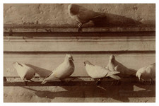 Ottomar Anschütz, Étude d'Animaux, Colombes vintage albumen print, embossin