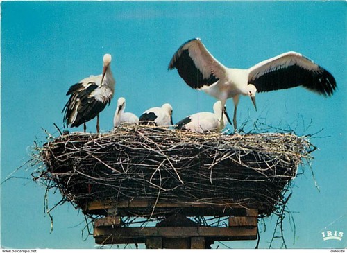 Carte postale animaux - -,