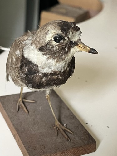 Oiseau ébouriffé naturalisé