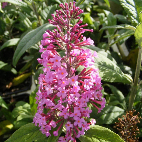 Buddleia davidii pink - buddleia,