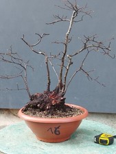 Bonsaï orme champêtre en pot 47 x 20 cm plante articulée arbre pré bonsaï orm...