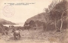 Guadeloupe - TERRE DE HAUT (Saintes) Sentier conduisant à Ponpierre - Ed. Boisel