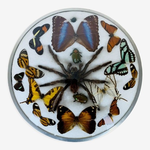 Papillons araignée - et,
